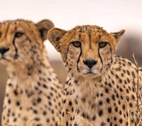 Two cheetahs roam Namibia's vast deserts