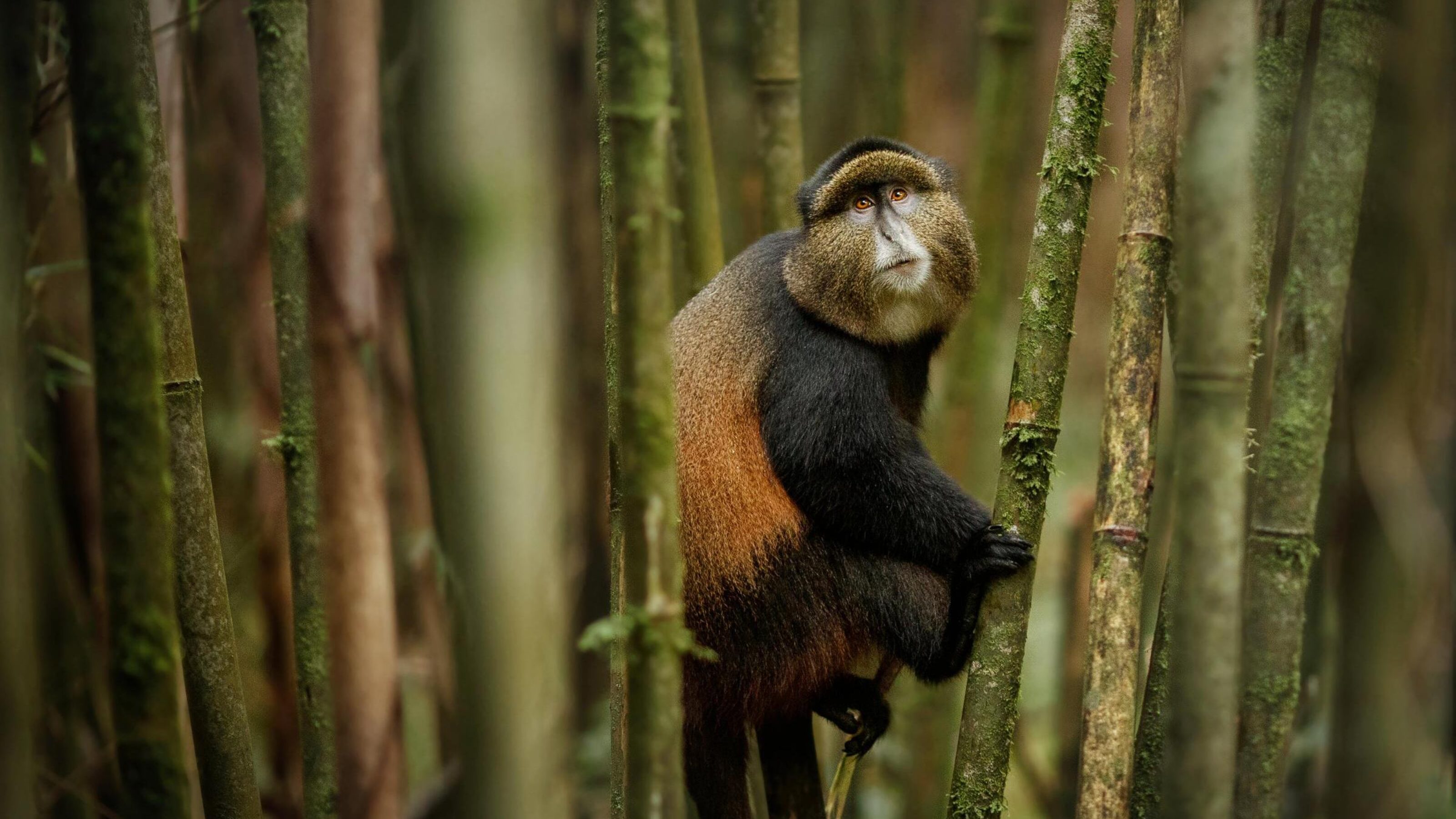Gorilla and Golden Monkey Discovery