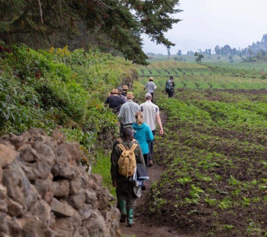 A gorilla trek in Volcanoes National Park