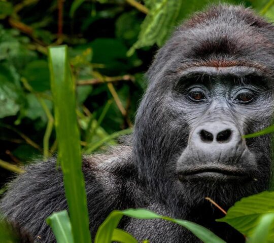 A large male gorilla gazes at the photographer