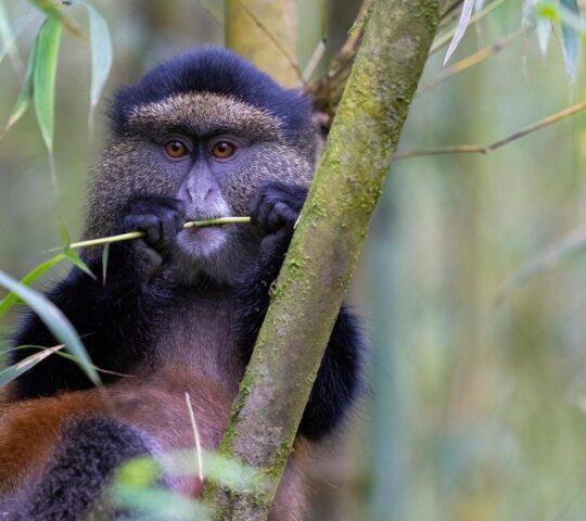 One of Rwanda's inquisitive Golden Monkeys