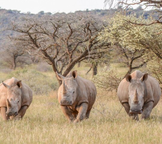 Head out on a rhino walk