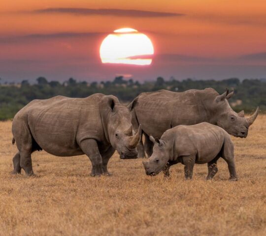 White rhino