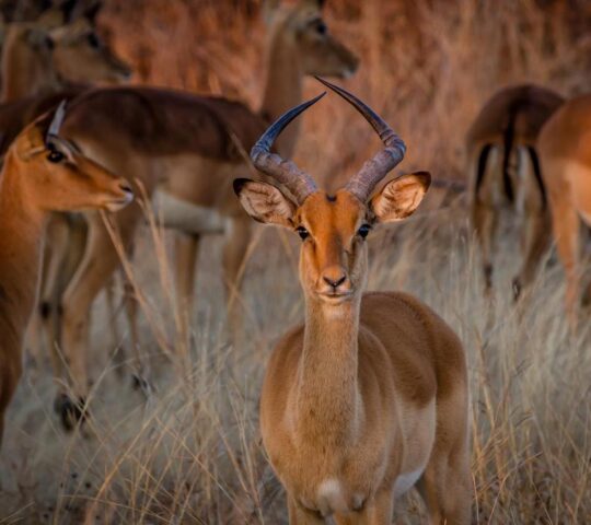 Hwange National Park