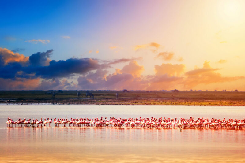 Beautiful sunset in Kenya Amboseli National Park with lake and Flamingos. Lesser flamingo Phoeniconaias minor in Kenya, Africa.