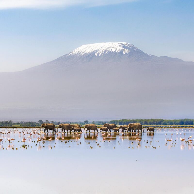 africa, african, africana, amboseli, animal, baby, calf, clouds, conservation, elephant, endangered, family, flamingo, flock, foraging, group, habitat, herd, kenya, kilimanjaro, lake, landscape, light, little, loxodonta, mammal, mount, mountain, national, natural, nature, outdoor, panoramic, park, peak, safari, scenic, sky, swamp, togetherness, trunk, tusk, view, volcano, walk, walking, water, wild, wilderness, wildlife, Cow, Lake, Land, Landscape, Nature, Outdoors, Scenery, Sky, Water africa, african, africana, amboseli, animal, baby, calf, clouds, conservation, elephant, endangered, family, flamingo, flock, foraging, group, habitat, herd, kenya, kilimanjaro, lake, landscape, light, little, loxodonta, mammal, mount, mountain, national, natural, nature, outdoor, panoramic, park, peak, safari, scenic, sky, swamp, togetherness, trunk, tusk, view, volcano, walk, walking, water, wild, wilderness, wildlife