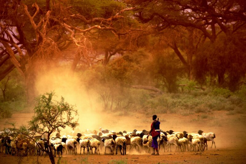 shepherd leading a flock of goats africa, african, clouds, color, colorful, colour, colourful, costume, culture, dirt, dress, dust, goats, hands, herd, herder, herdsman, high, kenya, land, maasai, masai, massai, men, paint, people, positive, red, road, shepherd, sky, smile, spear, standing, tanzania, tradition, traditional, tribal, tribe, vacation, village, warrior