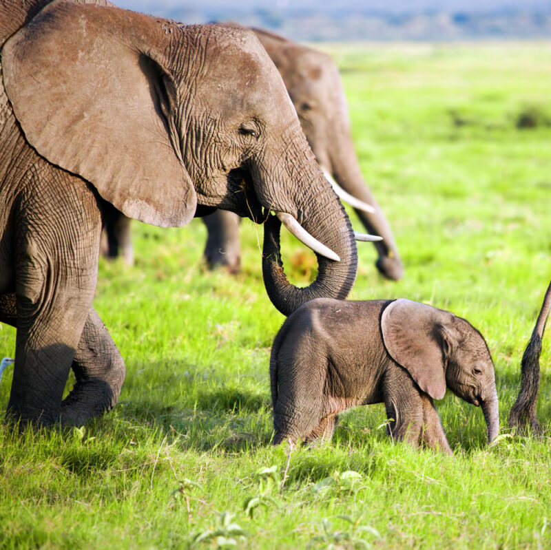 Elephants family on African savanna. Safari in Amboseli, Kenya, Africa Elephants family on savanna. Safari in Amboseli, Kenya, Africa
