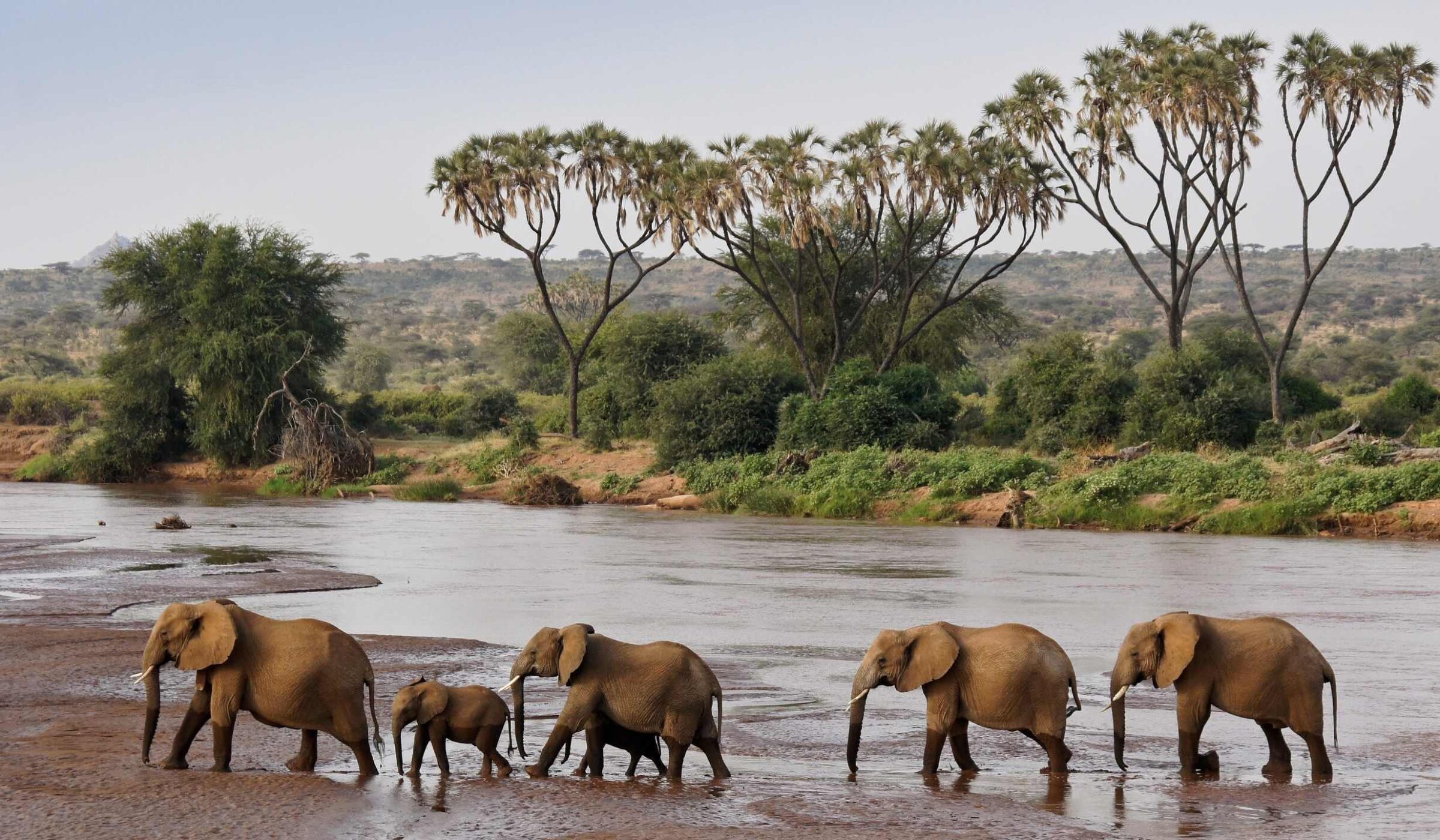 Samburu