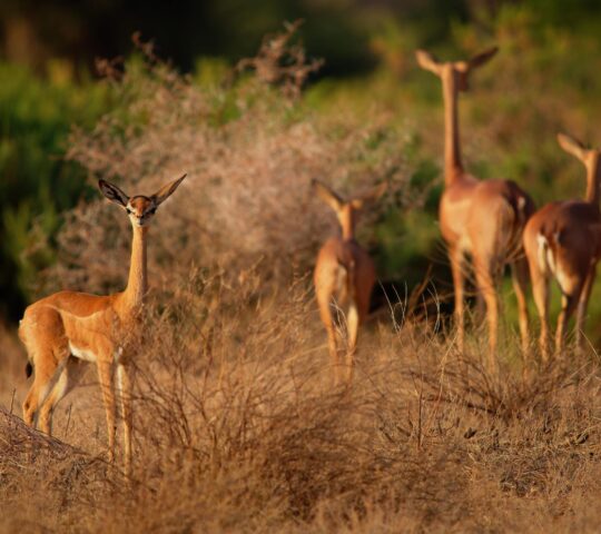 Spotting gerenuk in Samburu