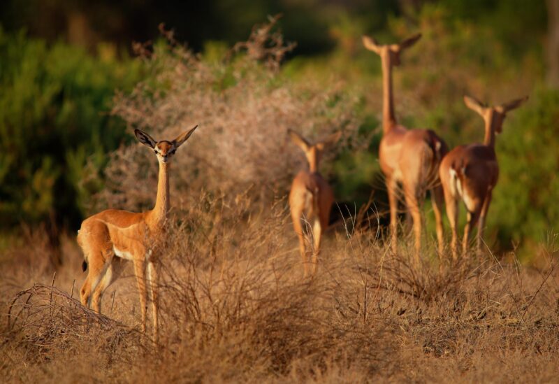 Gerenuk – Litocranius walleri also giraffe gazelle, long-necked antelope in Africa, long slender neck and limbs, standing on hind legs during feeding leaves africa, african, animal, antelope, brown, bush, east, eat, eating, feeding, female, gazella, gazelle, gerenuk, giraffe, grass, habitat, herbivore, hind, horn, horned, kenya, legs, limb, litocranius, long, male, mammal, national, nature, neck, necked, outdoors, park, portrait, reserve, safari, samburu, savanna, savannah, slender, stand, standing, tall, tanzania, tourism, ungulate, walleri, wild, wildlife Gerenuk – Litocranius walleri also giraffe gazelle, long-necked antelope in Africa, long slender neck and limbs, standing on hind legs during feeding leaves.