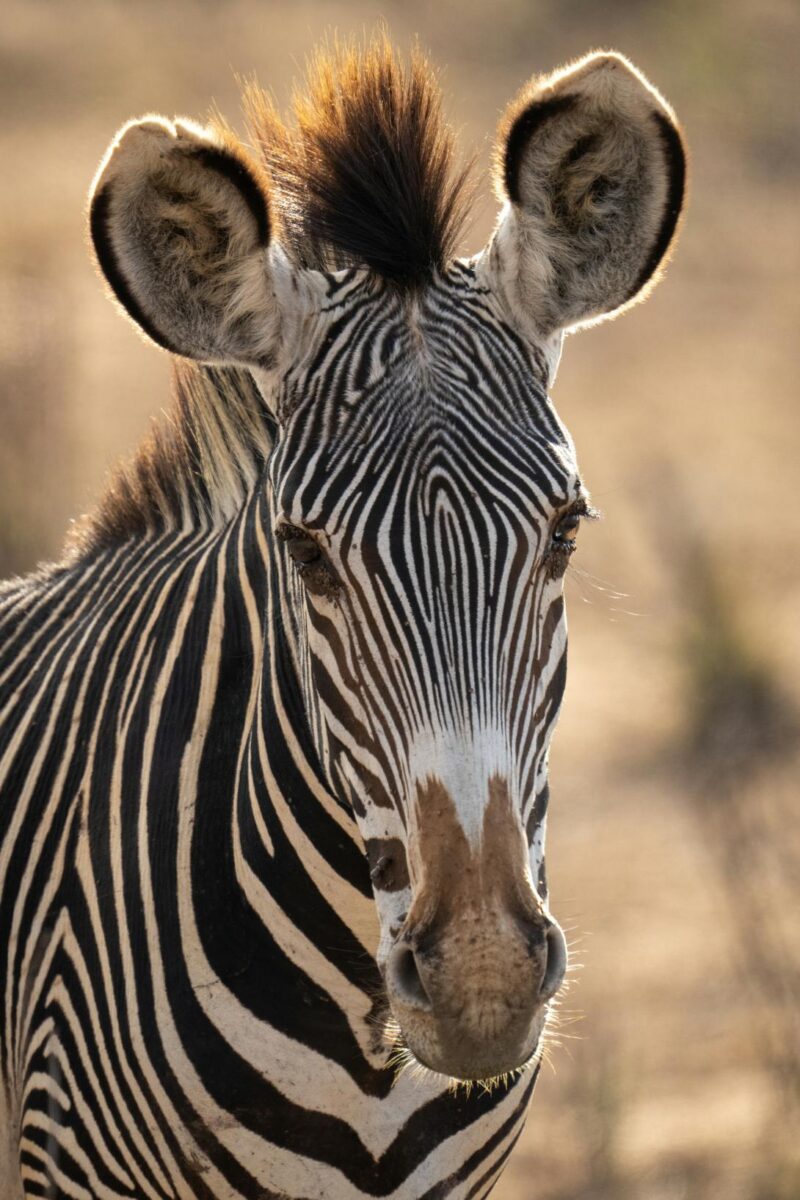 Close-up of Grevy zebra staring towards camera Africa, Equus grevyi, Grévy’s zebra, Kenya, Laikipia, Nature, Ol Jogi, animal, animals, close-up, game drive, grass, grassland, imperial zebra, mammal, plain, plains, safari, savanna, savannah, travel, wildlife, zebra