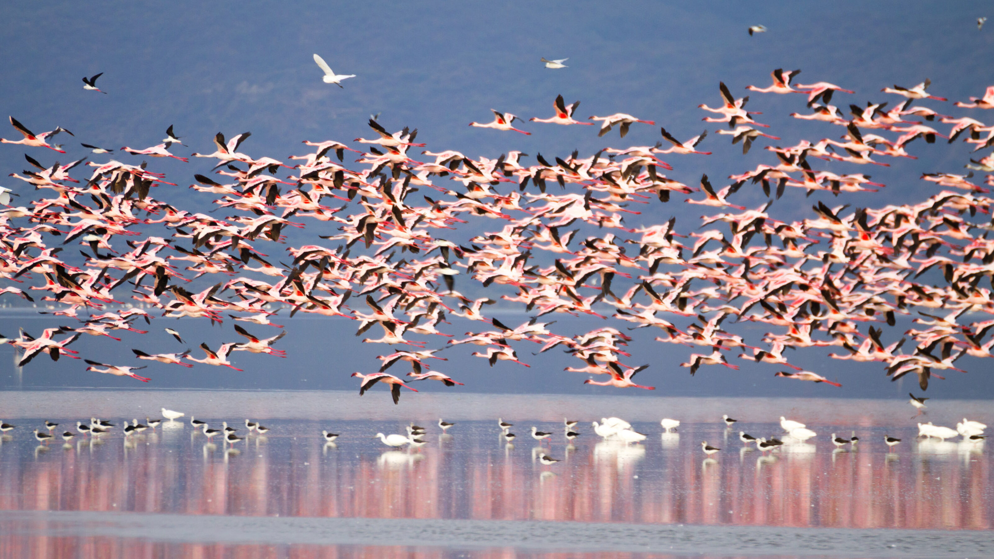 Flock of pink flamingos from Lake Manyara, Tanzania