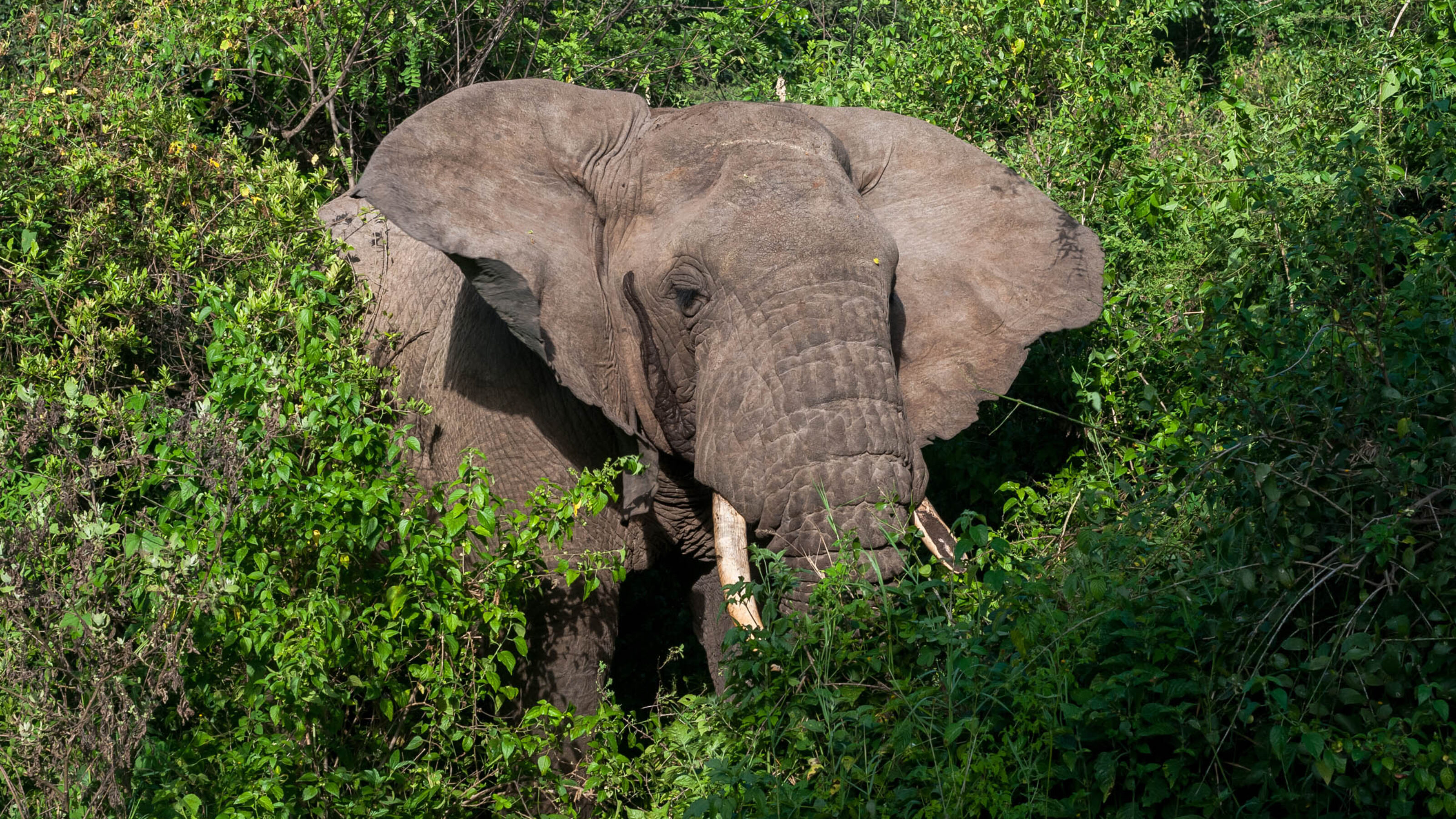 A wild elephant (Loxodonta africana) emerging from green foliage in Lake Manyara national Park