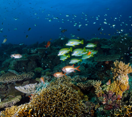 Reef off Thanda Island