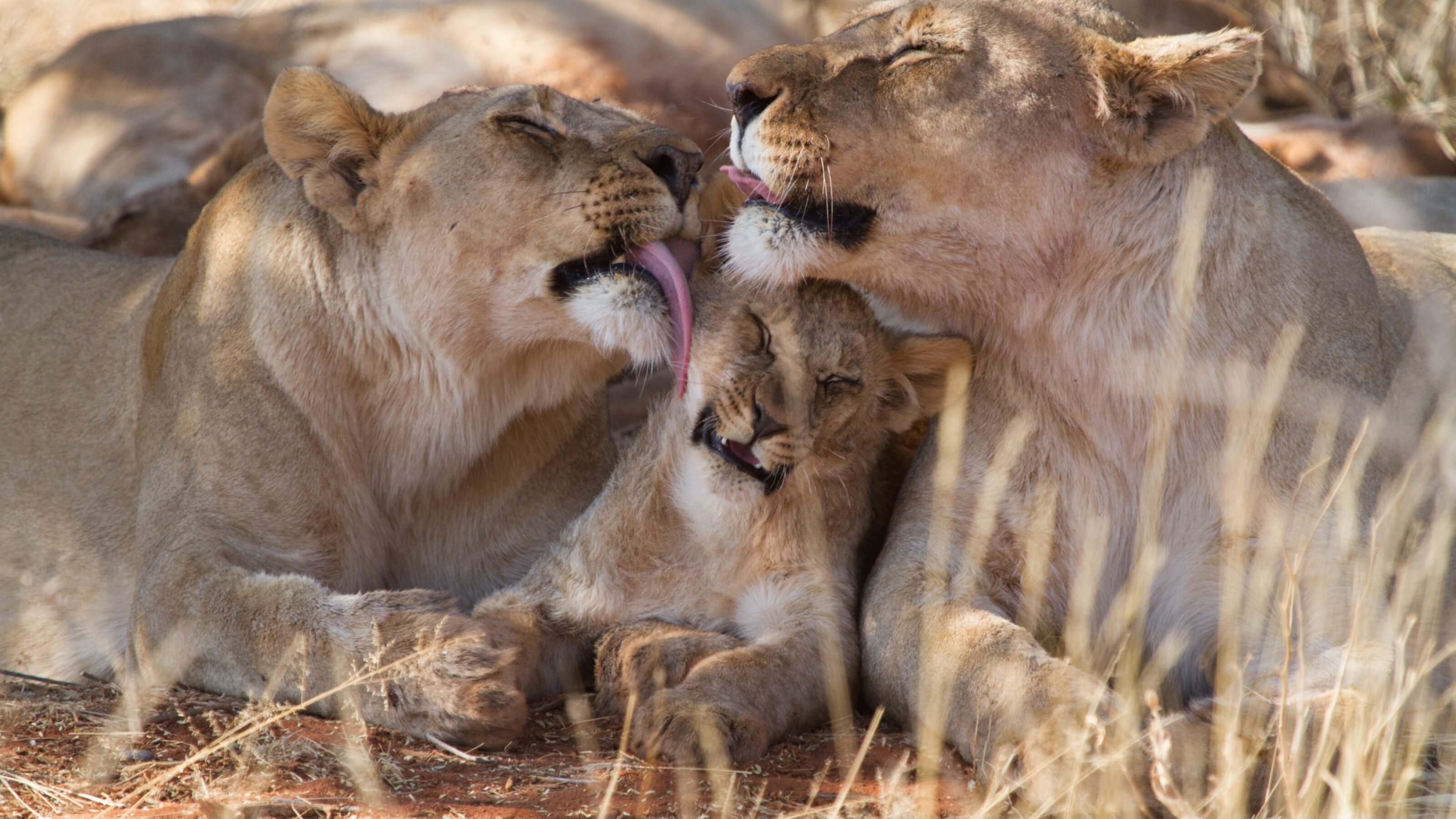 A Malaria-Free Family Wildlife Exploration to South Africa