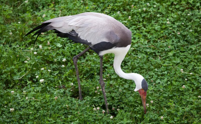 Wattled crane (Bugeranus carunculatus). Wildlife animal.
