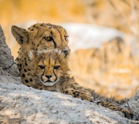 Spot incredible wildlife