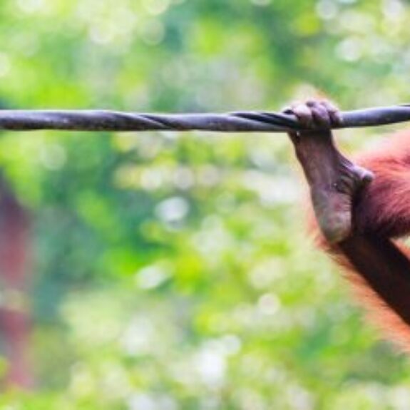 Top Rainforest and Jungle Lodges