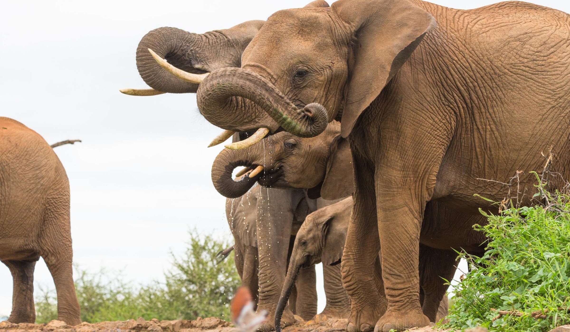 Madikwe