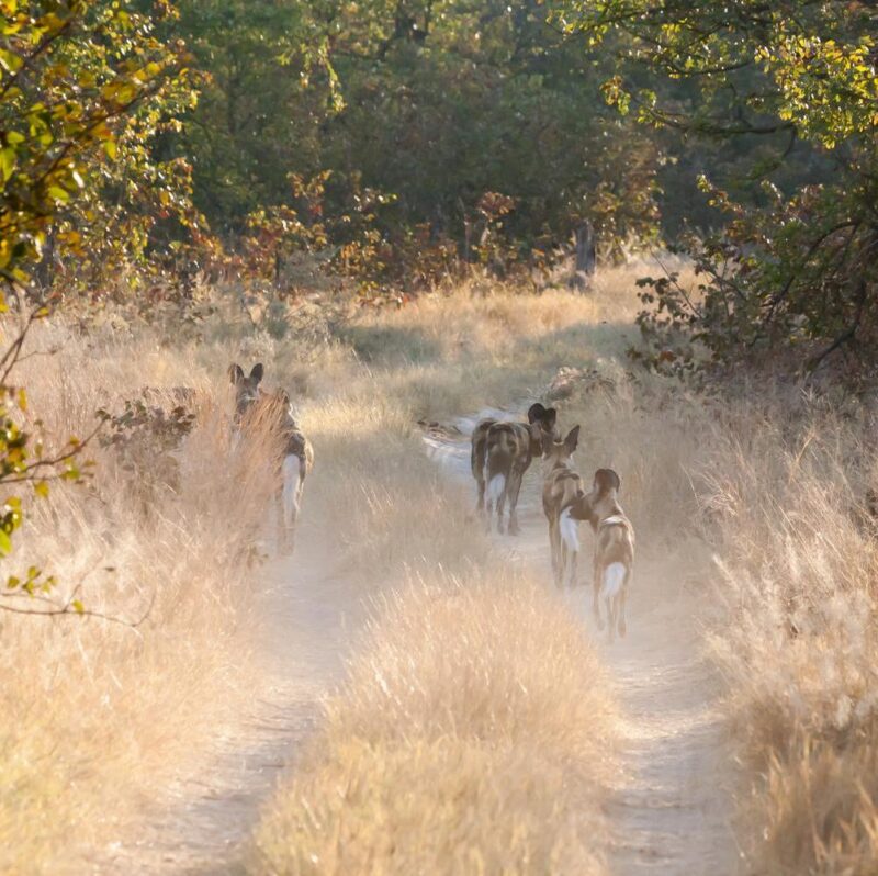 Lycaons Africa, Botswana, african wildlife, brown, bush, cape, carnivore, chobe national park, ferocious, gold, head, hunt, hunter, jungle, licaone, lycaon, madikwe, nature, pack, pictus, predator, southern, wild, wild dog, wildlife dog Group of Lycaons, game reserve, Botswana