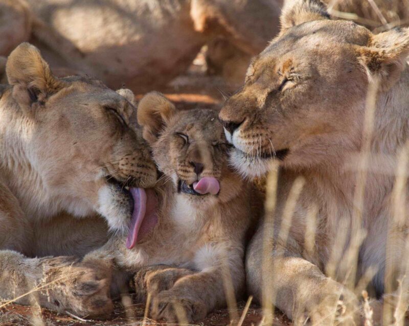 Lion, Madikwe Game Reserve Affection, Animal, Cub, Lion, Lion Cub, Madikwe, Madikwe Game Reserve, Pride, Safari, South Africa