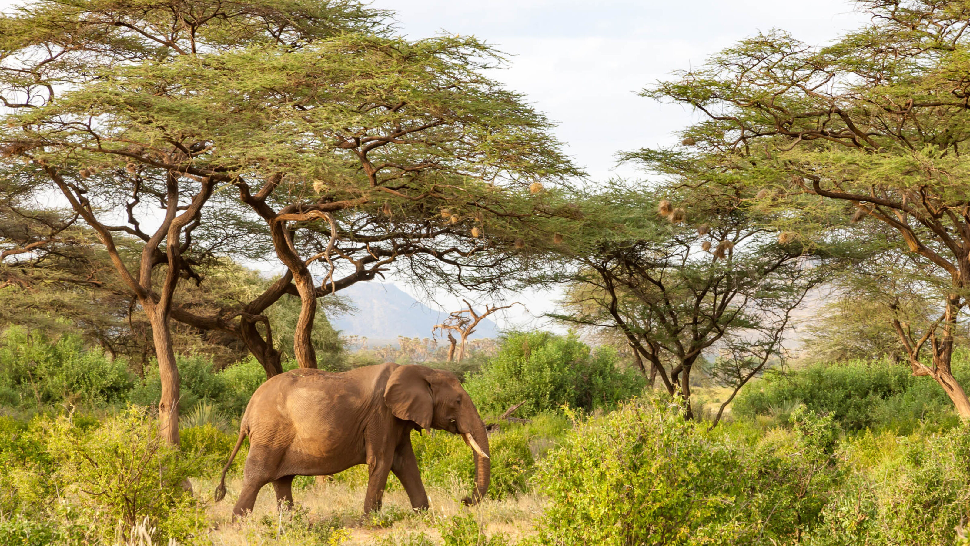 A Wildly Adventurous Tanzanian Honeymoon