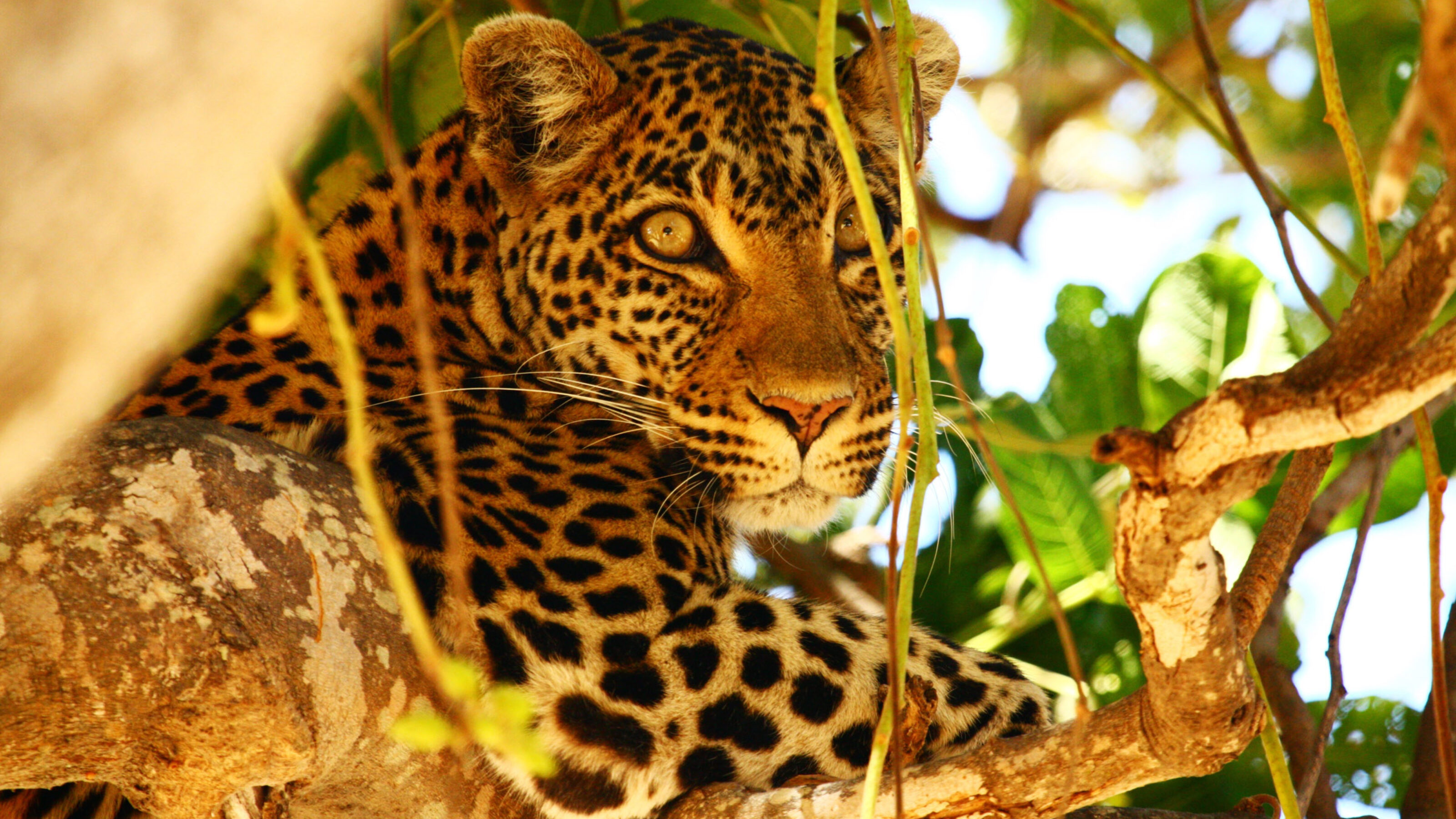 Classic Tanzania Migration Safari