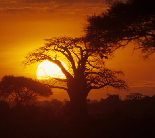 Safari drive after sunset