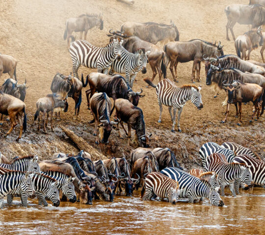 Wildebeest and zebra can be spotted around the Serengeti