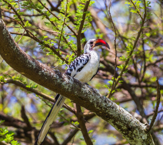 Tanzanian red-billed hornbill