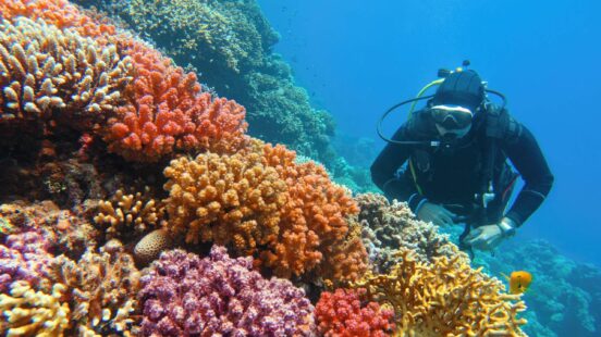 A scuba diver glides beside vibrant coral gardens along the Great Barrier Reef – Australia.