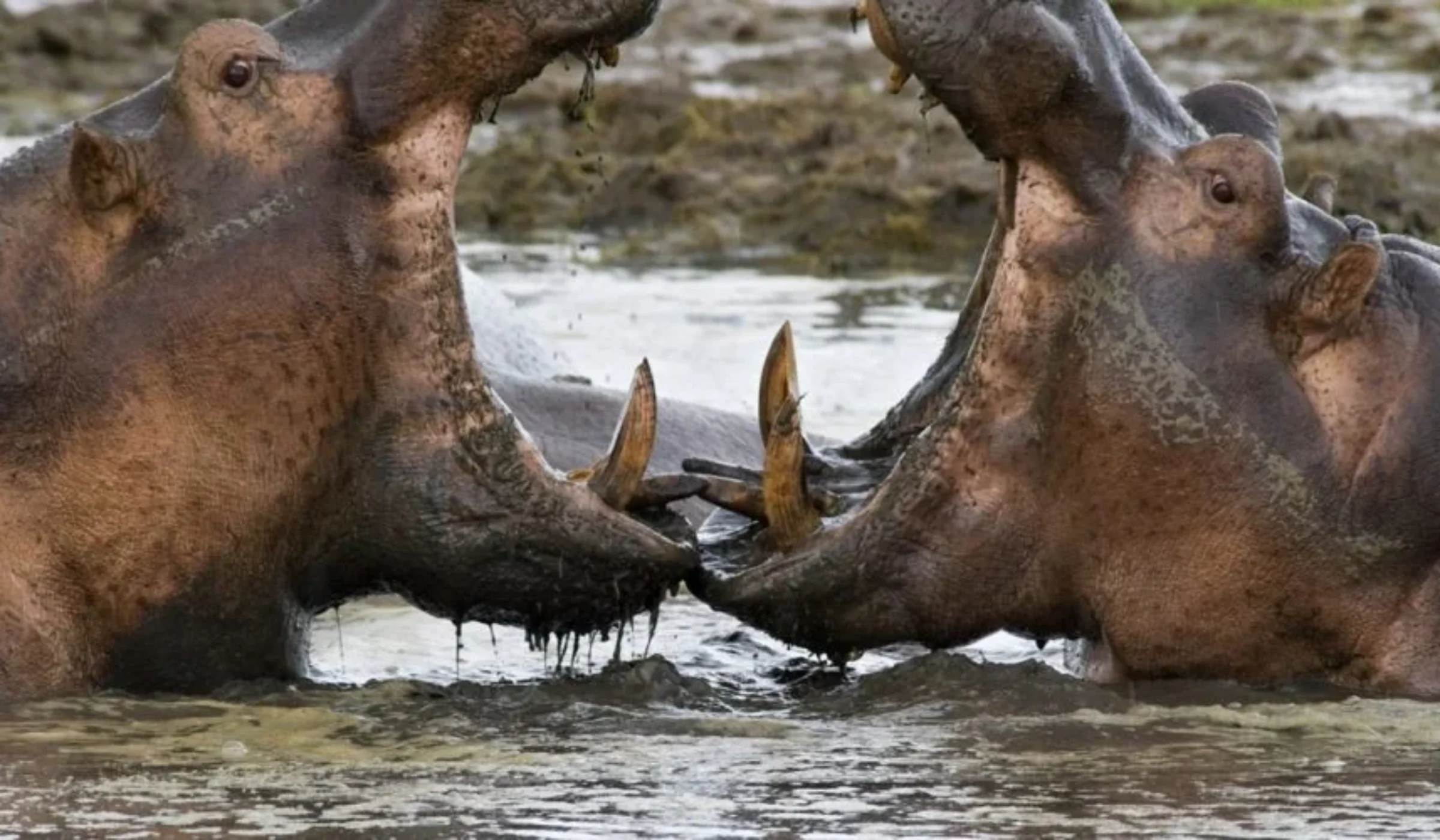 Two hippos facing each other with mouths open in the waters of Katavi National Park, Tanzania