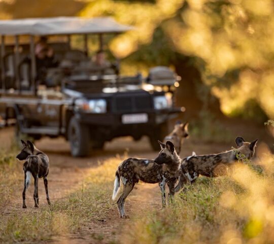Wild dogs on a game drive in Malilangwe