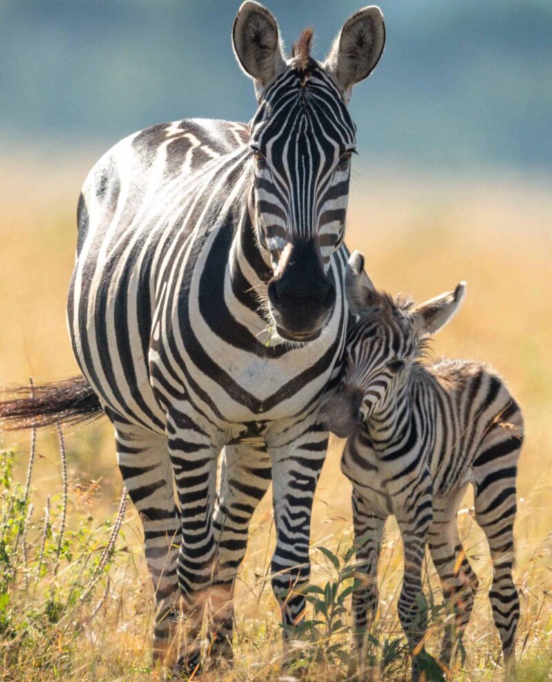 Plains zebra and foal stand facing camera