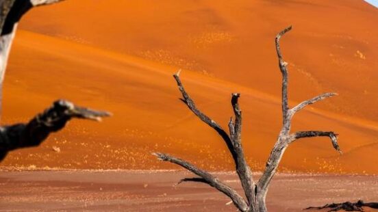 Dead trees in the desert of the Skeleton Coast in Namibia