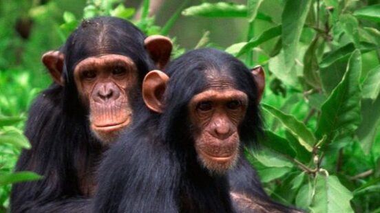 Chimpanzees in the Mahale Mountains, Tanzania