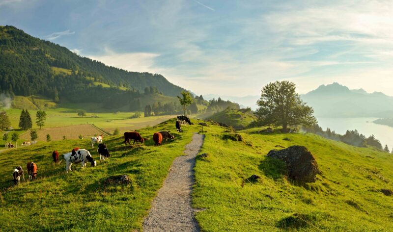 Panoramic view on beautiful Lake Lucerne with mount Pilatus in background as seen from Seebodenalp, Switzerland