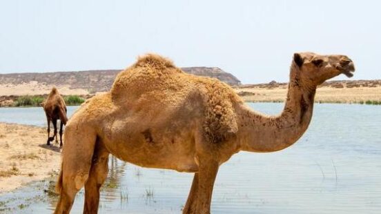 Camels at the beach of Salalah, Oman