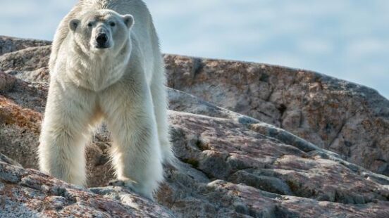 A polar bear on the rocks in Svalbard