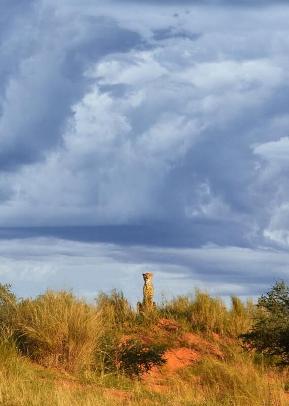 A cheetah sitting on a sand dune in the Kalahari desert
