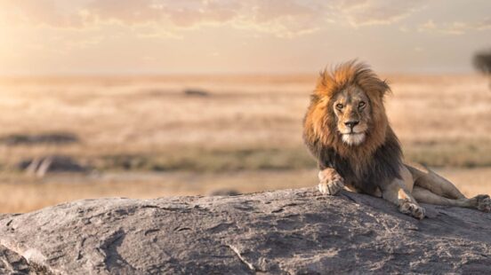 A male lion with a large mane sitting on a rock in the savanna.