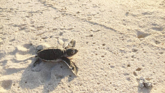 A baby sea turtle hatchling crawling across a sandy beach.
