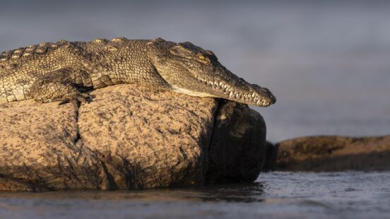 A crocodile basking on a sunlit rock by the waterx27;s edge.