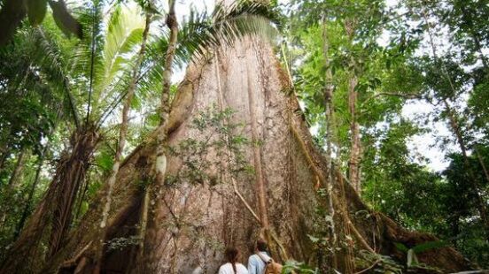 Two people standing at the base of a giant tree with large buttress roots in a lush rainforest.