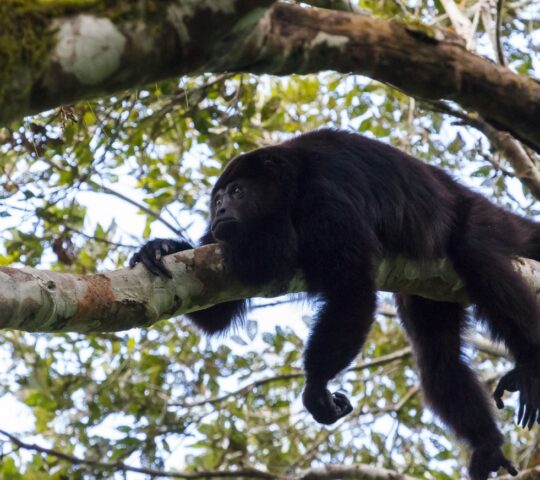A howler monkey perched above ruins in Tikal