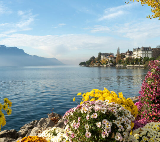 Montreux flowers