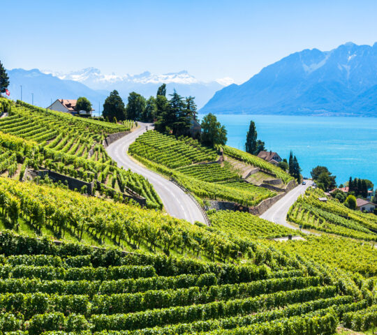 Montreux vineyards