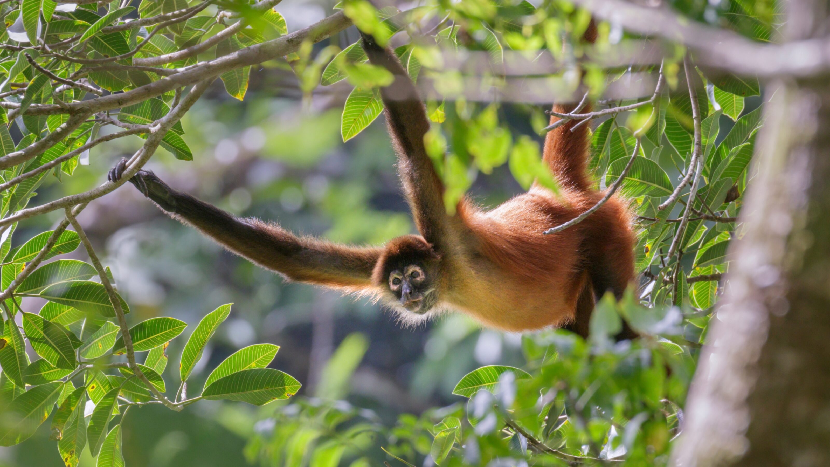 Remote Costa Rica: Highlands and Tropical Forests
