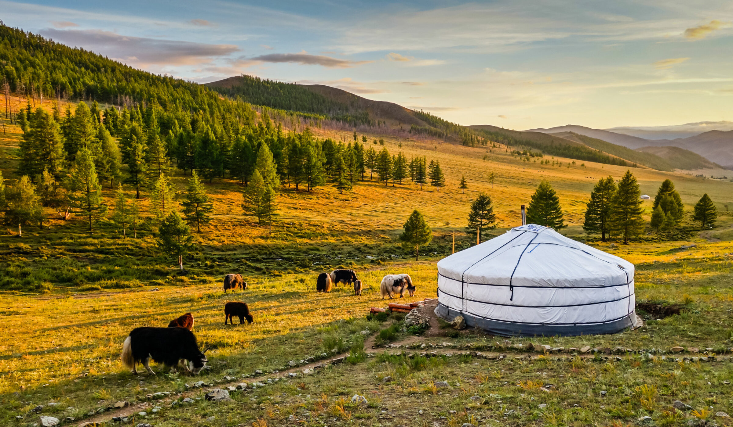 A white yurt in a grassy valley during luxury Mongolia tours with cattle grazing near forested mountains.